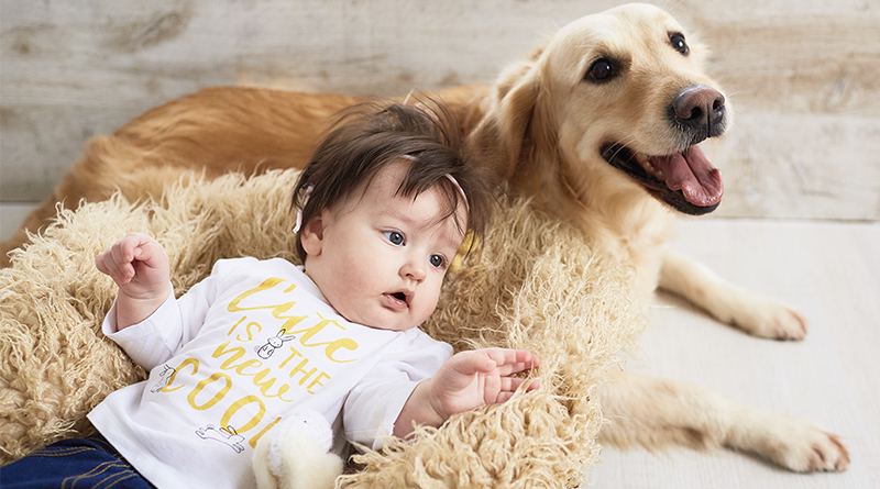 Mientras que las cunas y otros objetos para bebés se han estancado, las camas de perros han aumentado un 130%, según idealo
